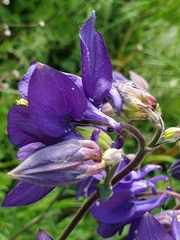 Aquilegia vulgaris