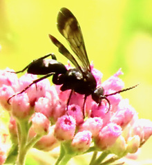Paracyphononyx funereus