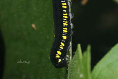 Cyclidia substigmaria