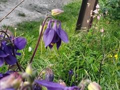 Aquilegia vulgaris