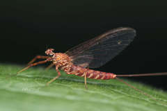Parafronurus youi