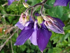 Aquilegia vulgaris