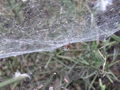 Frontinellina frutetorum