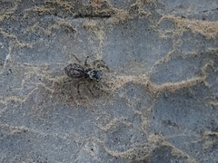 Salticidae