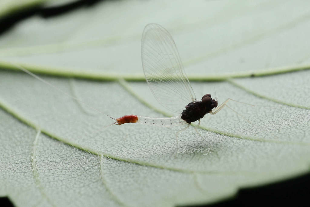 Nigrobaetis