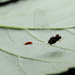 Nigrobaetis - Photo 由 虫虫 所上傳的 (c) 虫虫，保留部份權利CC BY-NC