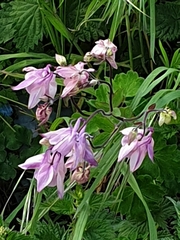 Aquilegia vulgaris