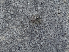 Salticidae