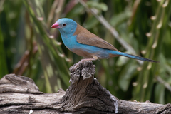 Uraeginthus cyanocephalus