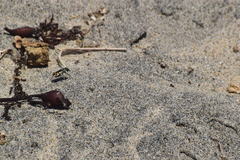 Cicindela latesignata