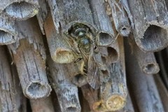 Chelostoma florisomne