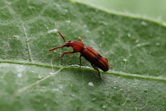 Higonius cilo