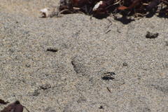 Cicindela latesignata