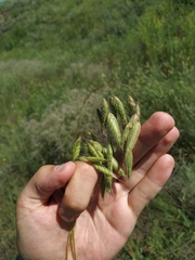 Bromus squarrosus villosus