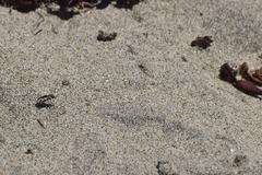 Cicindela latesignata