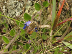 Anthophora walteri