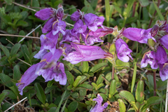 Penstemon cardwellii