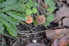 Inocybe sindonia
