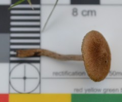 Inocybe sindonia