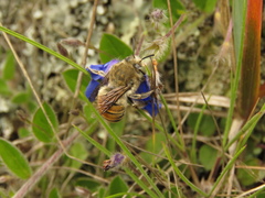 Anthophora walteri