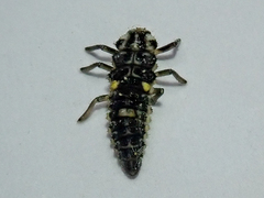 Adalia bipunctata