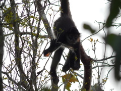 Ateles geoffroyi vellerosus