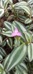 Tradescantia zebrina zebrina