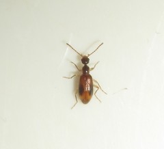 Sapintus pellucidipes