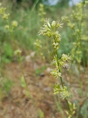 Silene otites