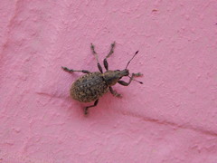 Liophloeus tessulatus