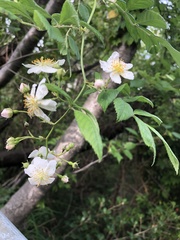 Rosa multiflora