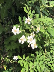 Rosa multiflora