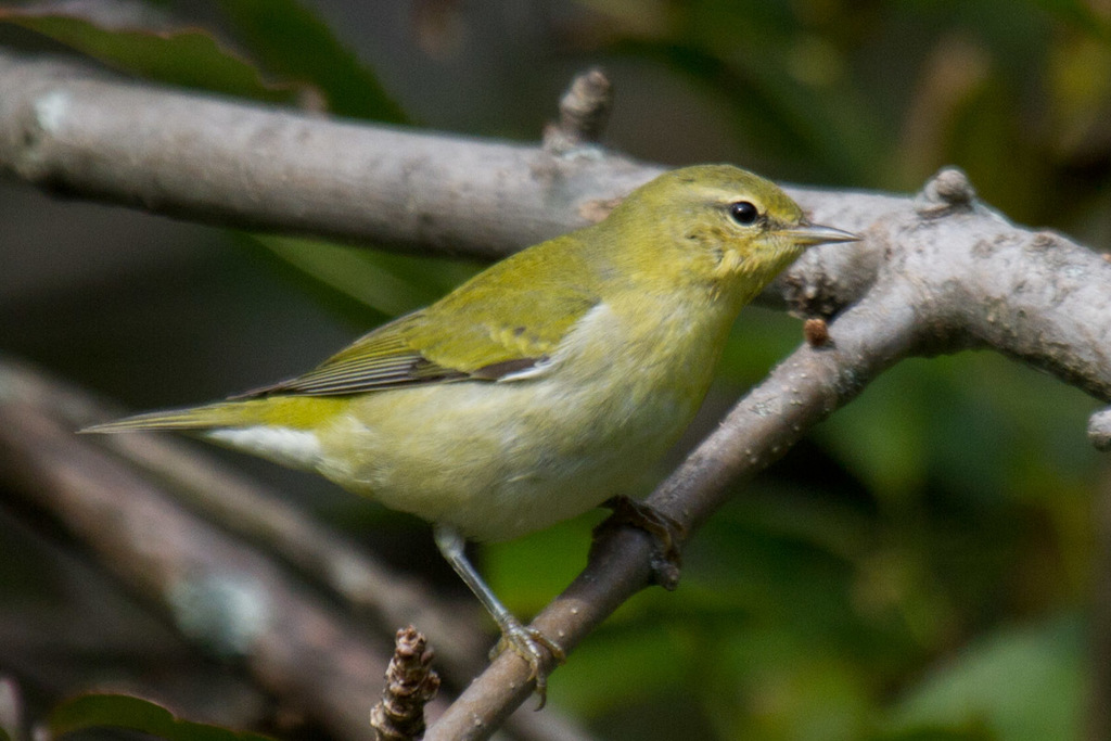 Tennessee Warbler