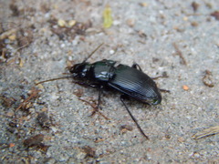 Abax parallelepipedus