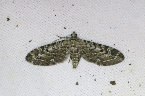 Narrow-winged Pug, 6874 Wolfheze, Nederland, photo 9 of 10