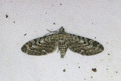 Eupithecia nanata