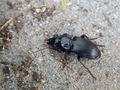 Abax parallelepipedus