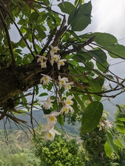 Dendrobium amoenum