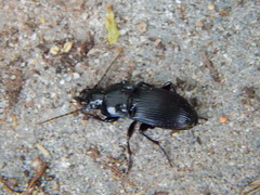 Abax parallelepipedus