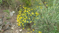 Coronilla minima