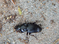 Abax parallelepipedus