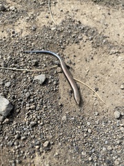 Chalcides viridanus