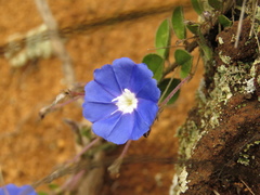 Evolvulus bogotensis