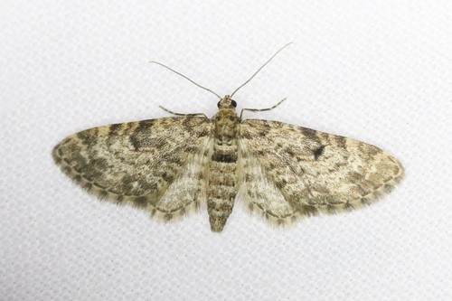 Dwarf Pug, 6874 Wolfheze, Nederland, photo 5 of 10