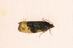 Hedya atropunctana