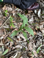 Cephalanthera falcata