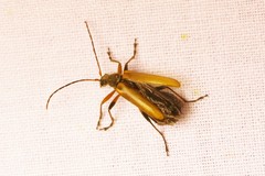 Cortodera humeralis