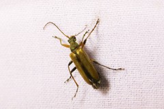 Cortodera humeralis