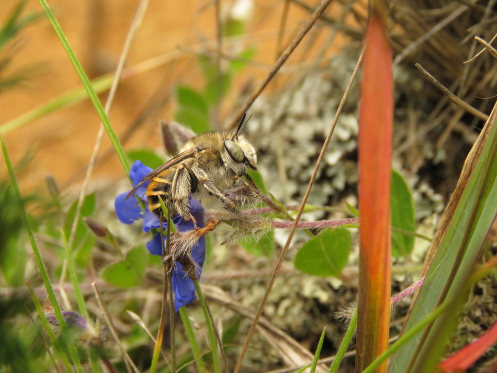 Mystacanthophora