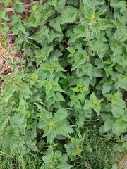 Urtica dioica